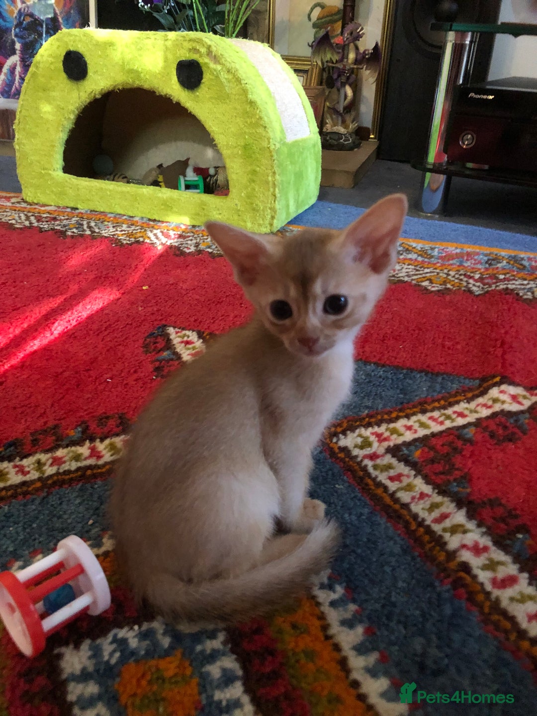 Abyssinian cats for sale: Beautiful Pedigree Abyssinian Kittens for sale in Blandford Forum - Image 16