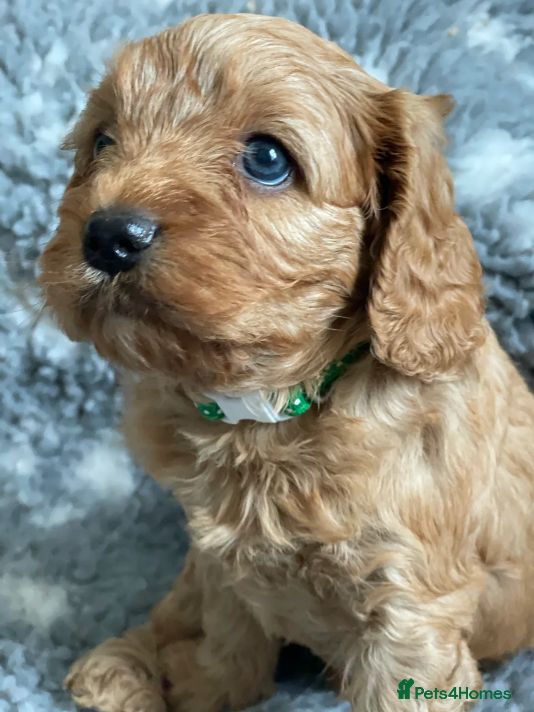 Gallery Image {{count}}