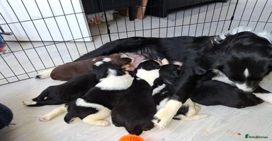 Sprollie dogs - Advert 9