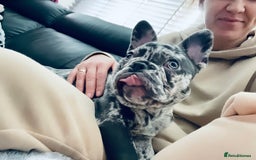 French Bulldog dogs for sale: Dottie French bulldog girl  - Image 11