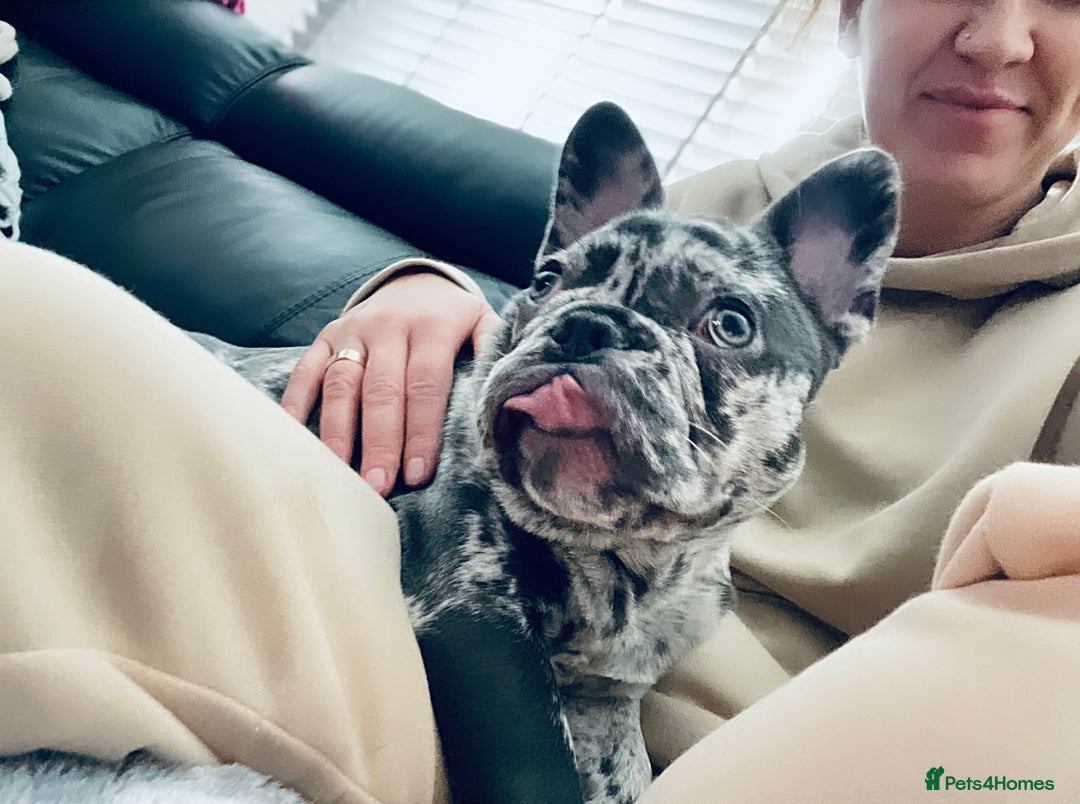 French Bulldog dogs for sale: Dottie French bulldog girl  - Image 11