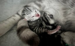 British Shorthair cats for sale: GCCF British Shorthair Silver Kittens - Image 5