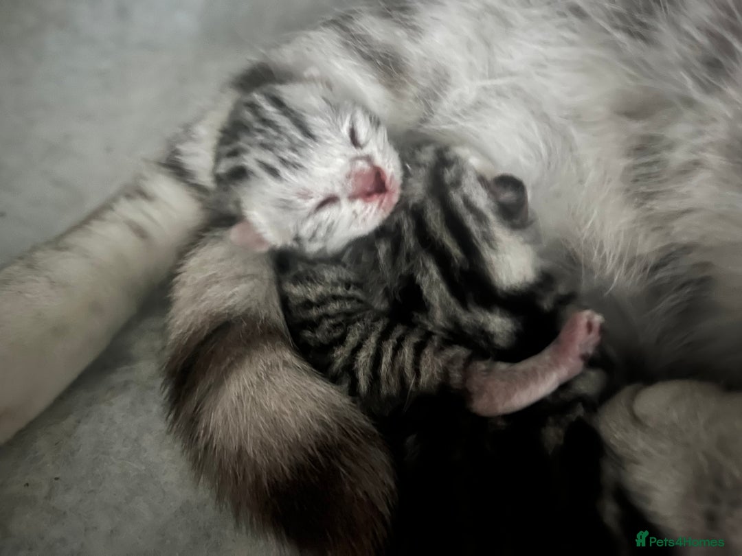 British Shorthair cats for sale: GCCF British Shorthair Silver Kittens - Image 5