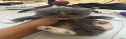 Mixed Breed cats for sale: Kittens need a new home to go to 💗 - Advert 2