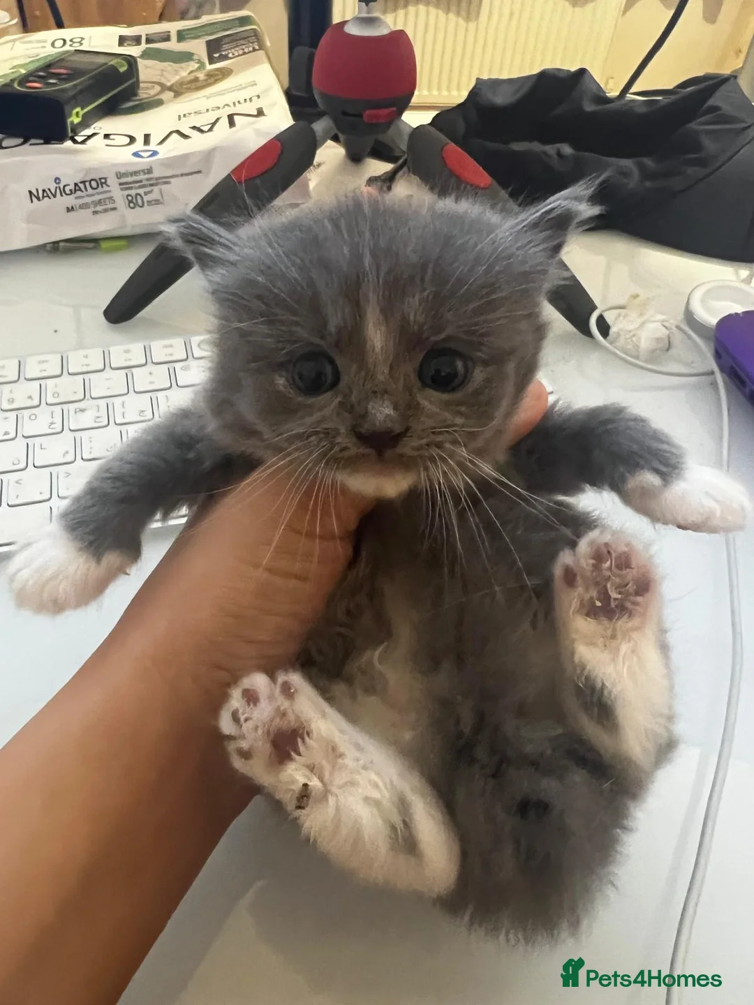 Mixed Breed cats for sale: Kittens need a new home to go to 💗 - Advert 2