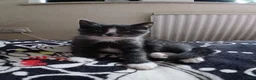 Mixed Breed cats for sale: Three Beautiful Kitten's  - Advert 5