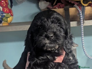 Cockapoo dogs Adorable F1 cockapoos girls. - Advert 1