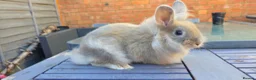 Lionhead rabbits for sale: Lion head male - Advert 3