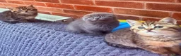 Scottish Fold cats for sale: REDUCED ❤️❤️Tabby cat😘Luxury Scottish❤️❤️❤️❤️❤️❤️ - Advert 6