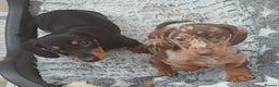 Miniature Dachshund dogs for sale: Mini dax pure bred family pups  - Advert 1