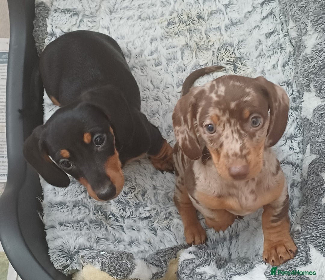 Miniature Dachshund dogs for sale: Mini dax pure bred family pups  - Advert 1