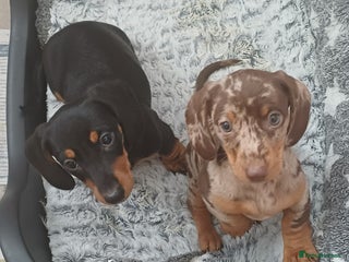 Miniature Dachshund dogs - Advert 8
