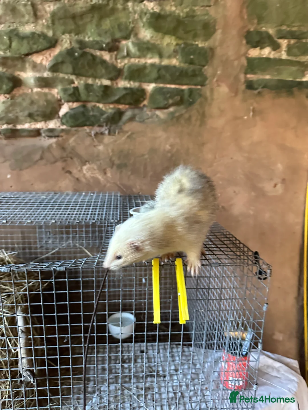 Ferret rodents for sale: Jill Ferret needs good home - Advert 4