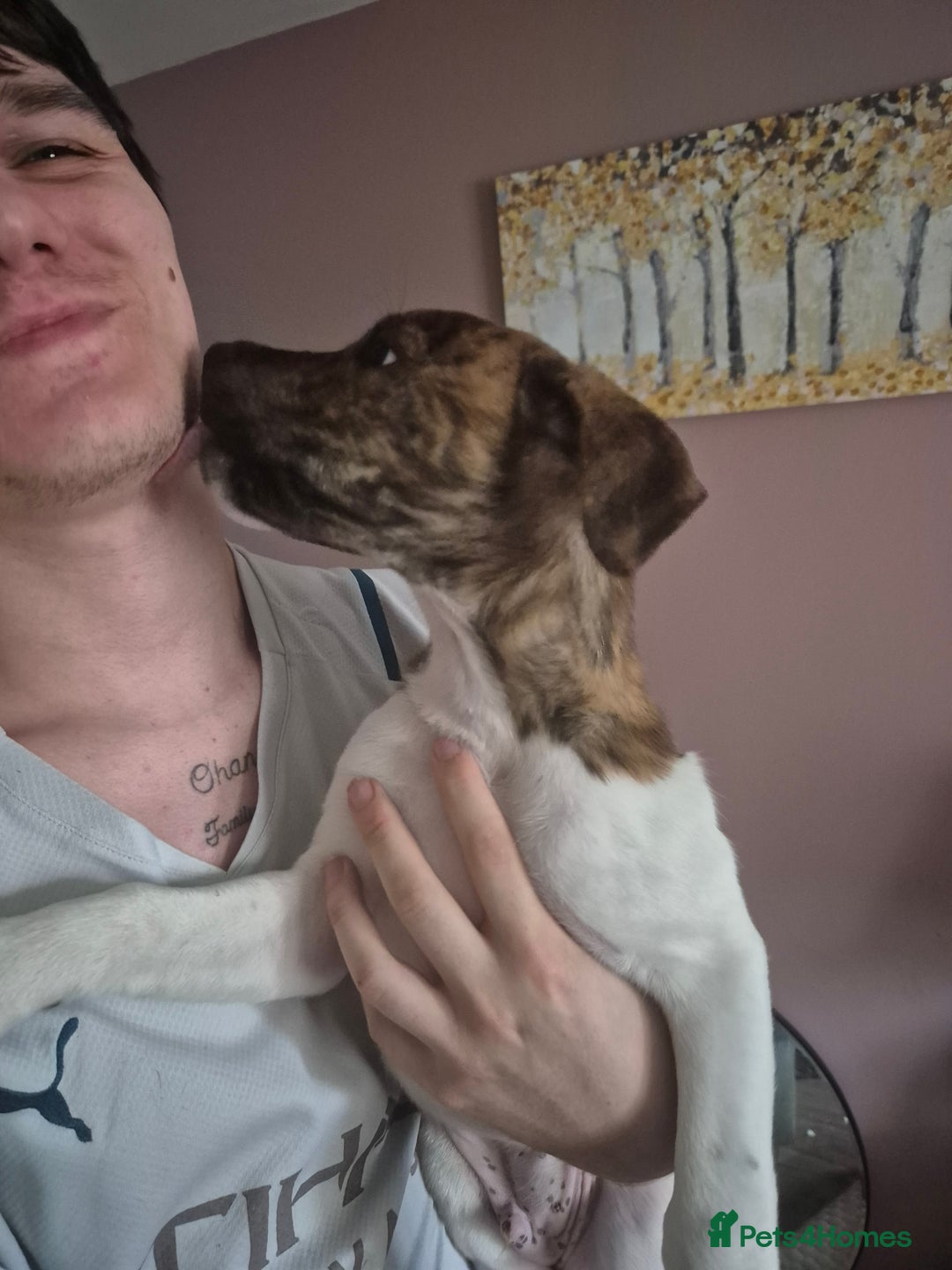 Mixed Breed dogs for sale: American Akita/Bullmastiff cross - Image 24