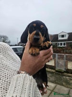 Miniature Dachshund dogs - Advert 4