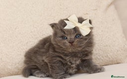 British Shorthair cats for sale: British Shorthair Kittens - Registered & Licensed - Image 11