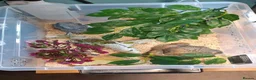 Corn Snake reptiles for sale: Baby Anery Cornsnake + Full setup - Advert 3