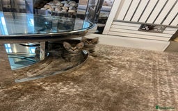 Mixed Breed cats for sale: Kittens available (3 girls & 1 boy) - Image 18