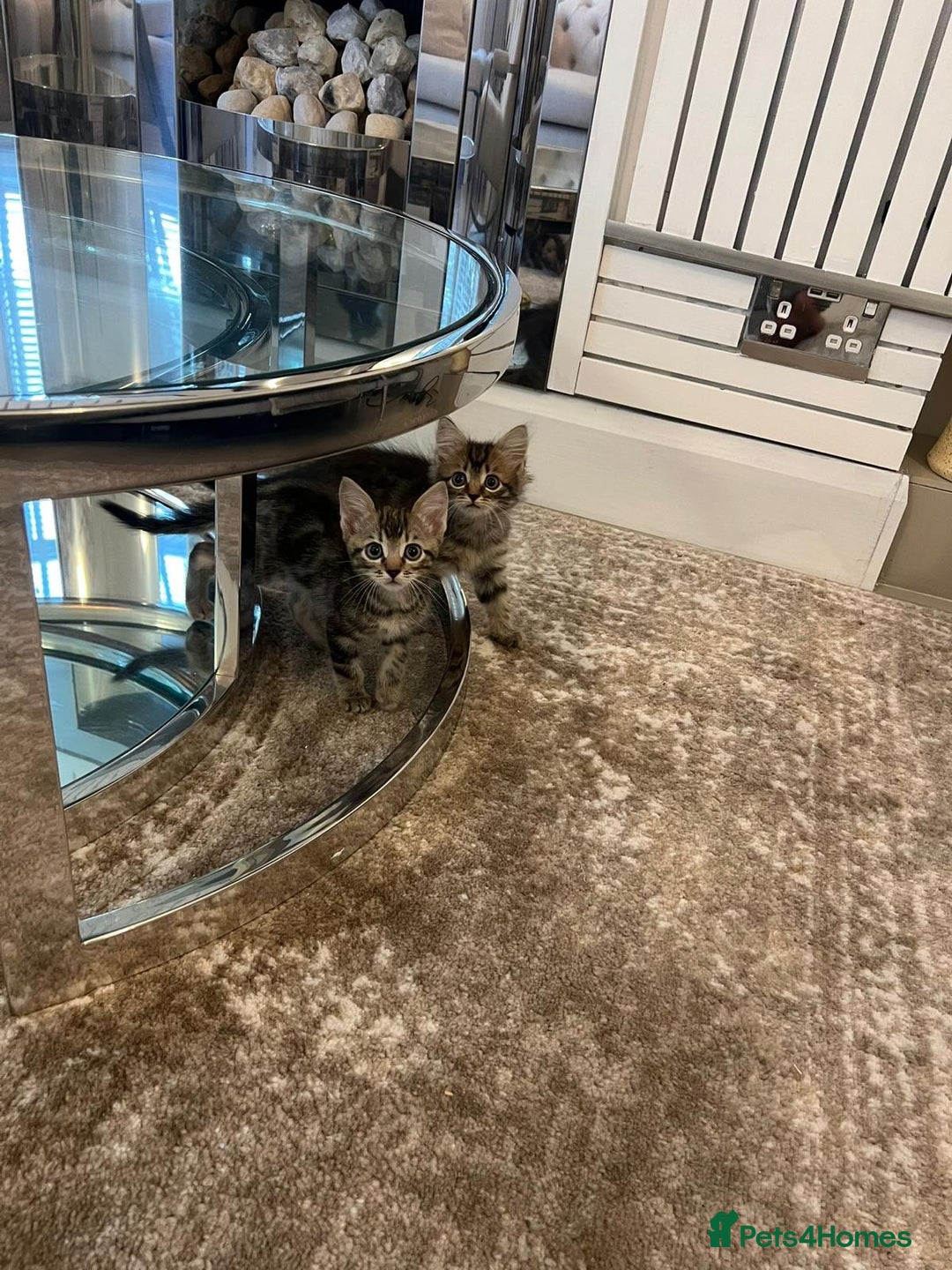 Mixed Breed cats for sale: Kittens available (3 girls & 1 boy) - Image 18