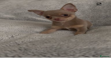 Chihuahua dogs - Advert 2