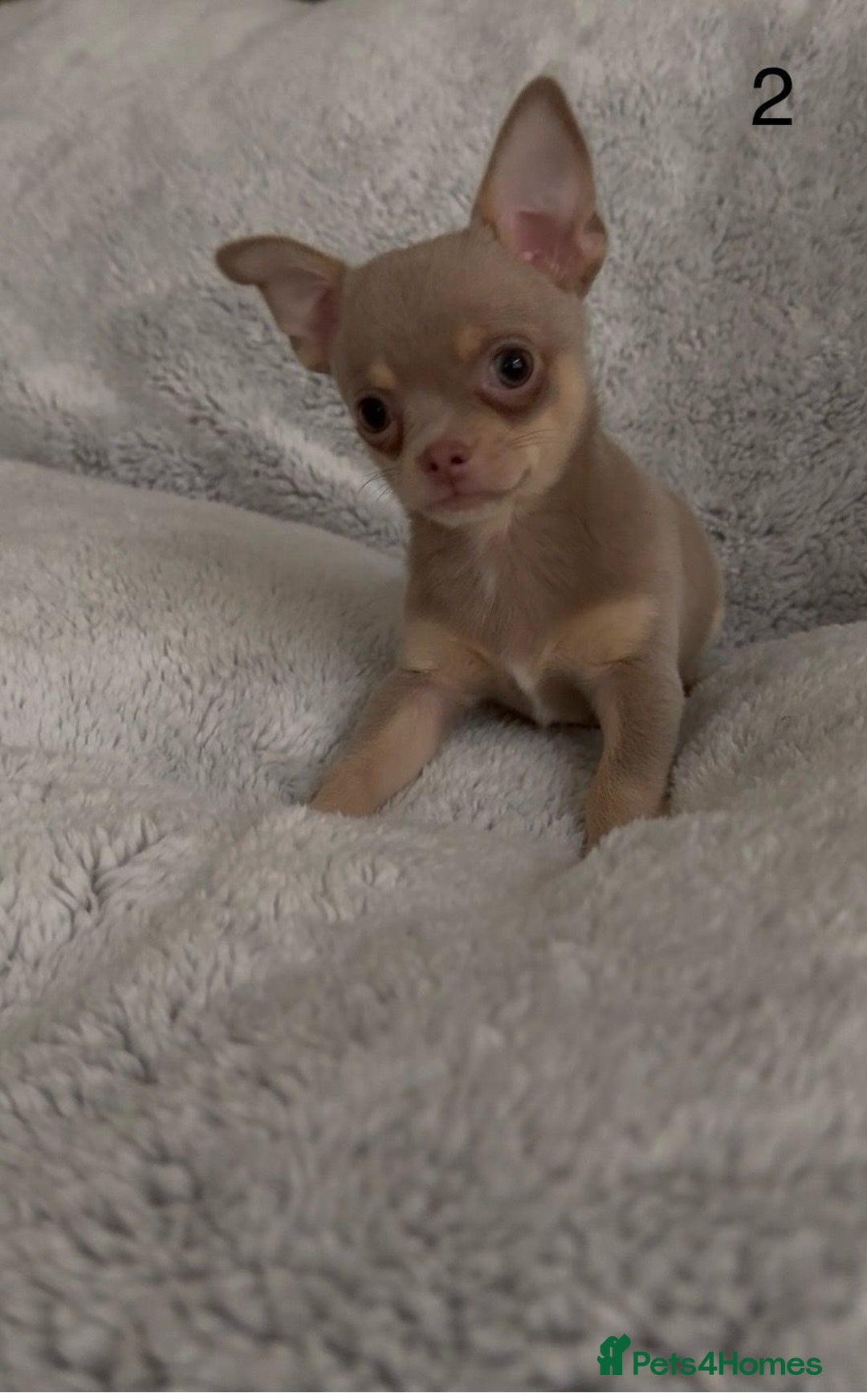 Chihuahua dogs for sale: Beautiful chihuahua pups - Image 6