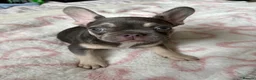 French Bulldog dogs for sale: KC Registered french bulldogs  - Advert 4