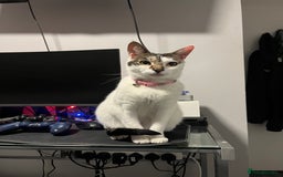 Mixed Breed cats for sale: My Myla - Image 3