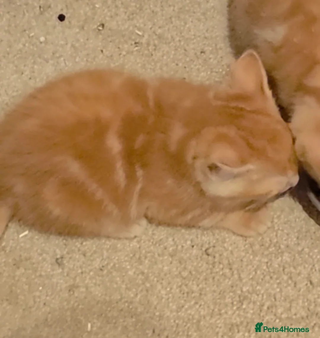Mixed Breed cats for sale: Playful ginger boys  - Advert 6