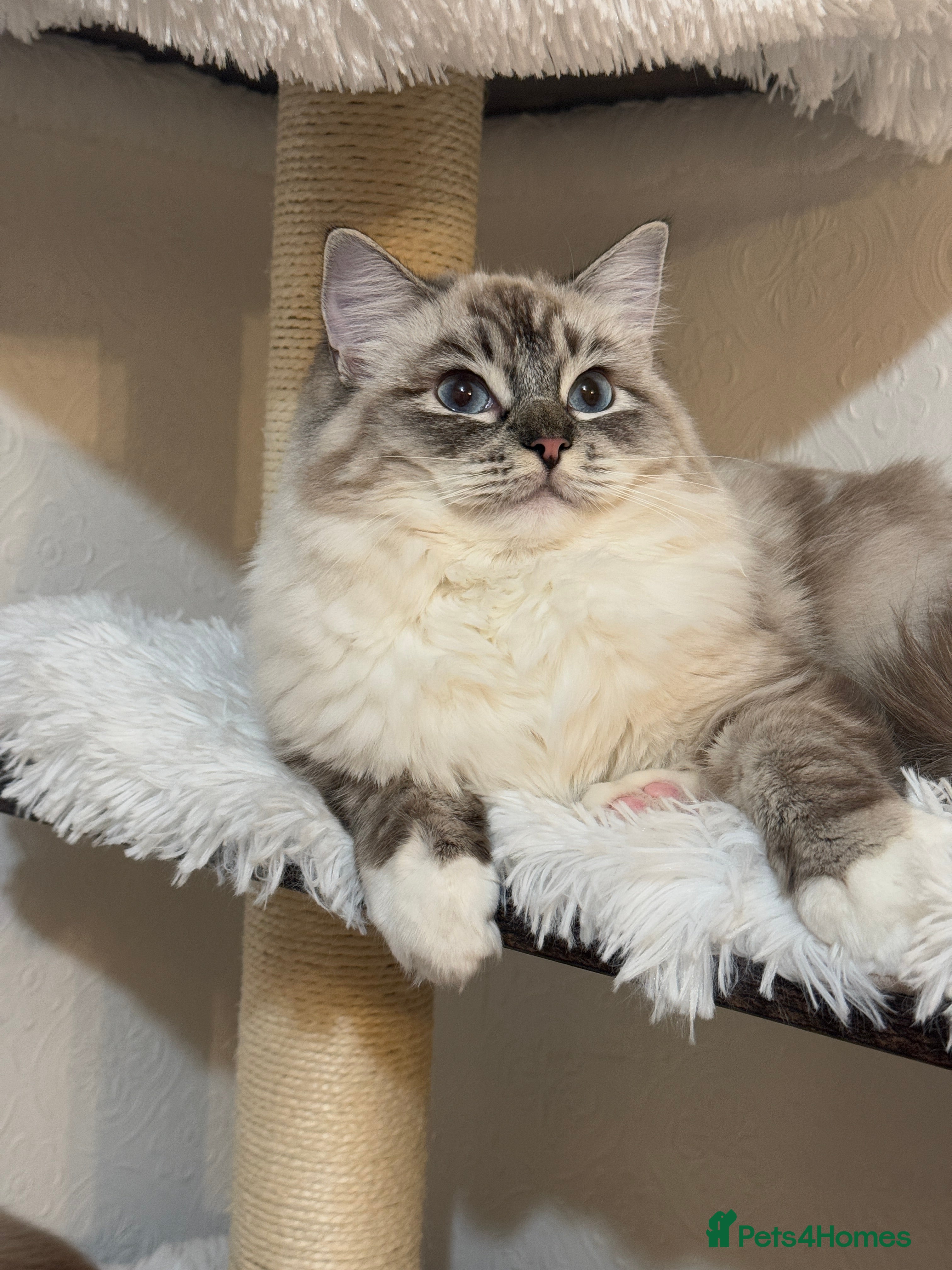 Ragdoll cats Ragdoll ACTIVE Female  - Advert 10