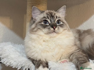 Ragdoll cats Ragdoll ACTIVE Female - Advert 17