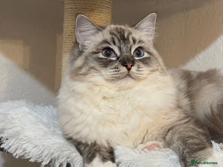 Ragdoll cats SOLD Ragdoll ACTIVE Female - Advert 15