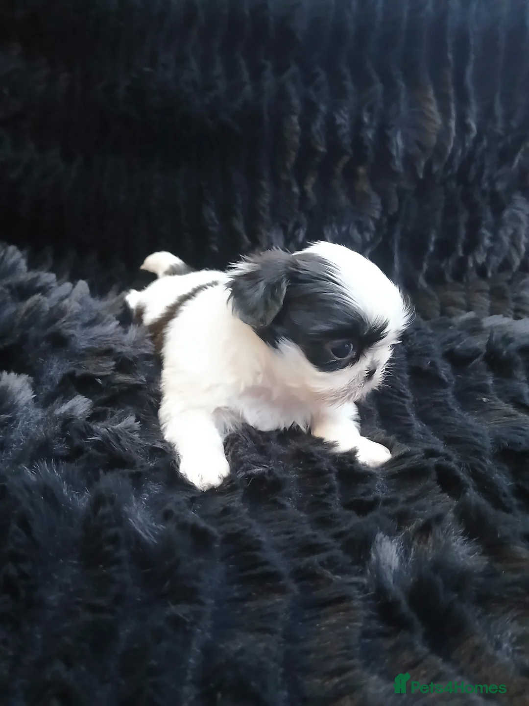 Shih Tzu dogs for sale: 4 Shih-tzu boy puppies for sale 1200/1300 - Advert 12