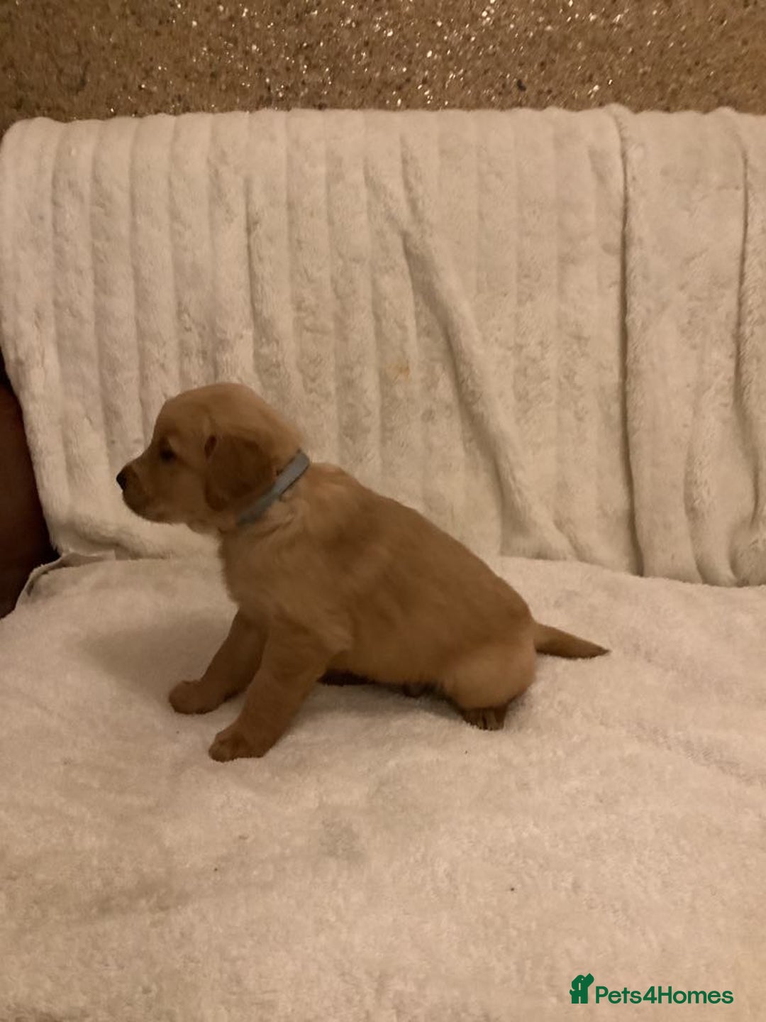 Golden Retriever dogs for sale: KC registered dark red golden retrievers - Advert 11