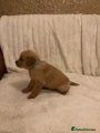 Golden Retriever Puppy 5