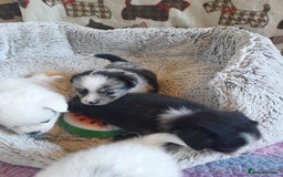 Pomeranian dogs for sale: Fabulous Pom fur babies - Image 10