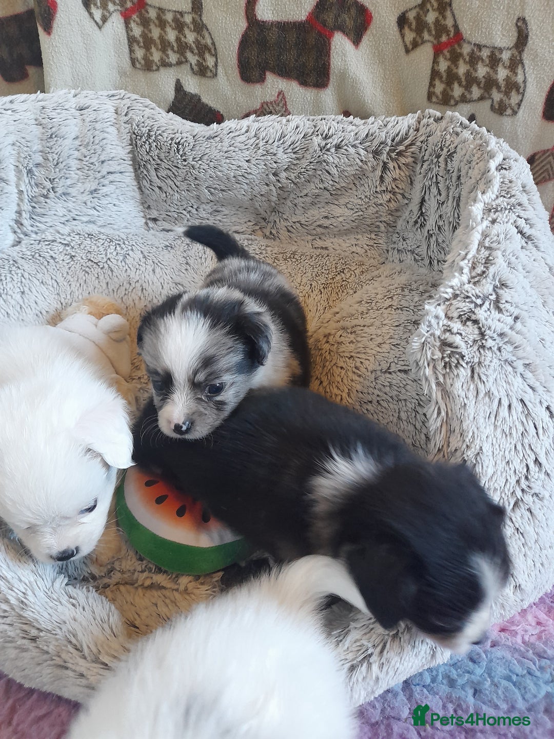 Pomeranian dogs for sale: Fabulous Pom fur babies - Image 10