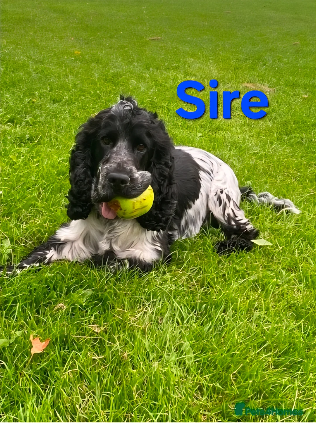Cockapoo dogs for sale: F1 show type Cockapoo 5⭐️council licensed  - Advert 6