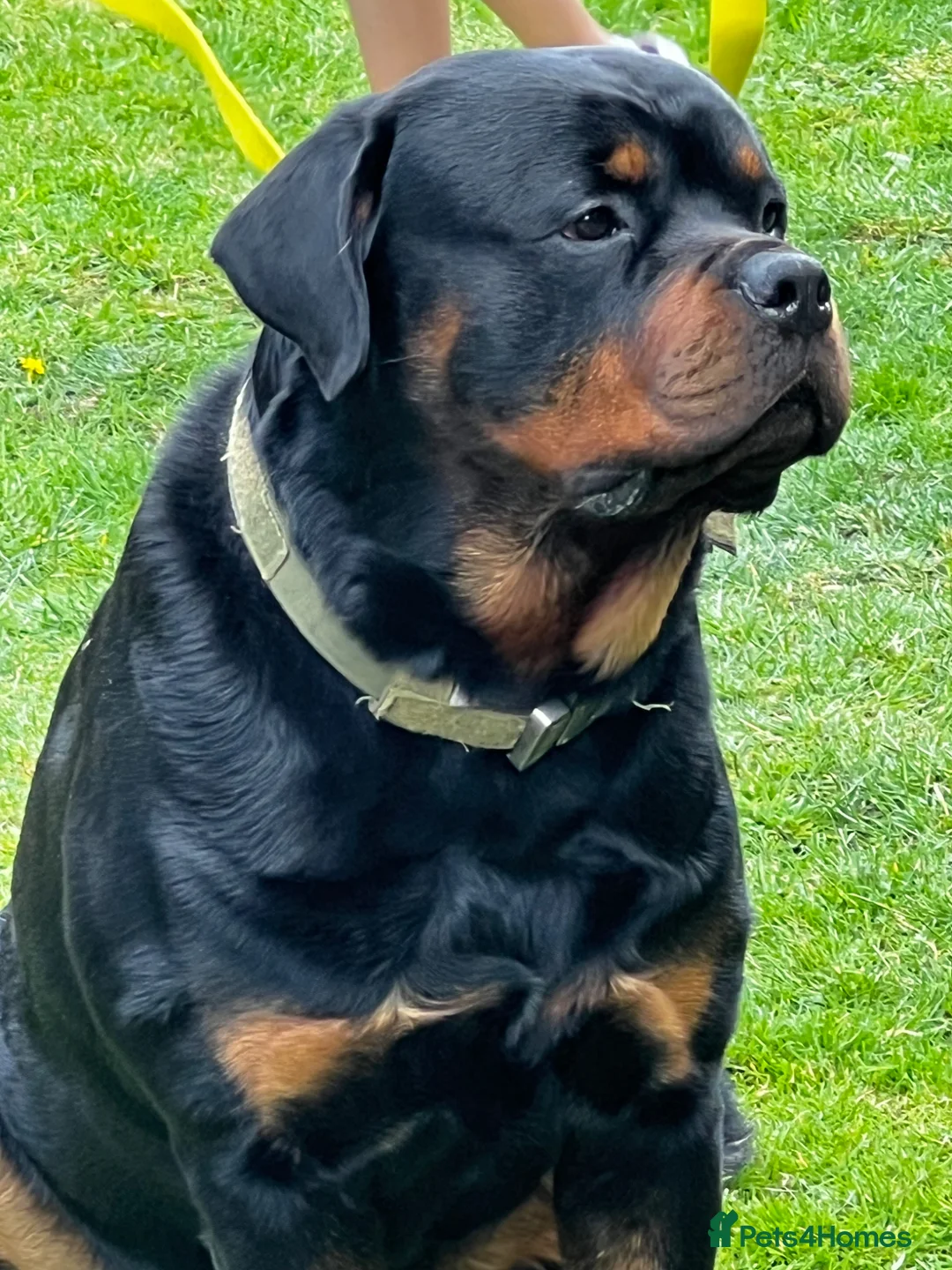 Rottweiler dogs for stud: KC registered Rottweiler Stud  - Advert 6
