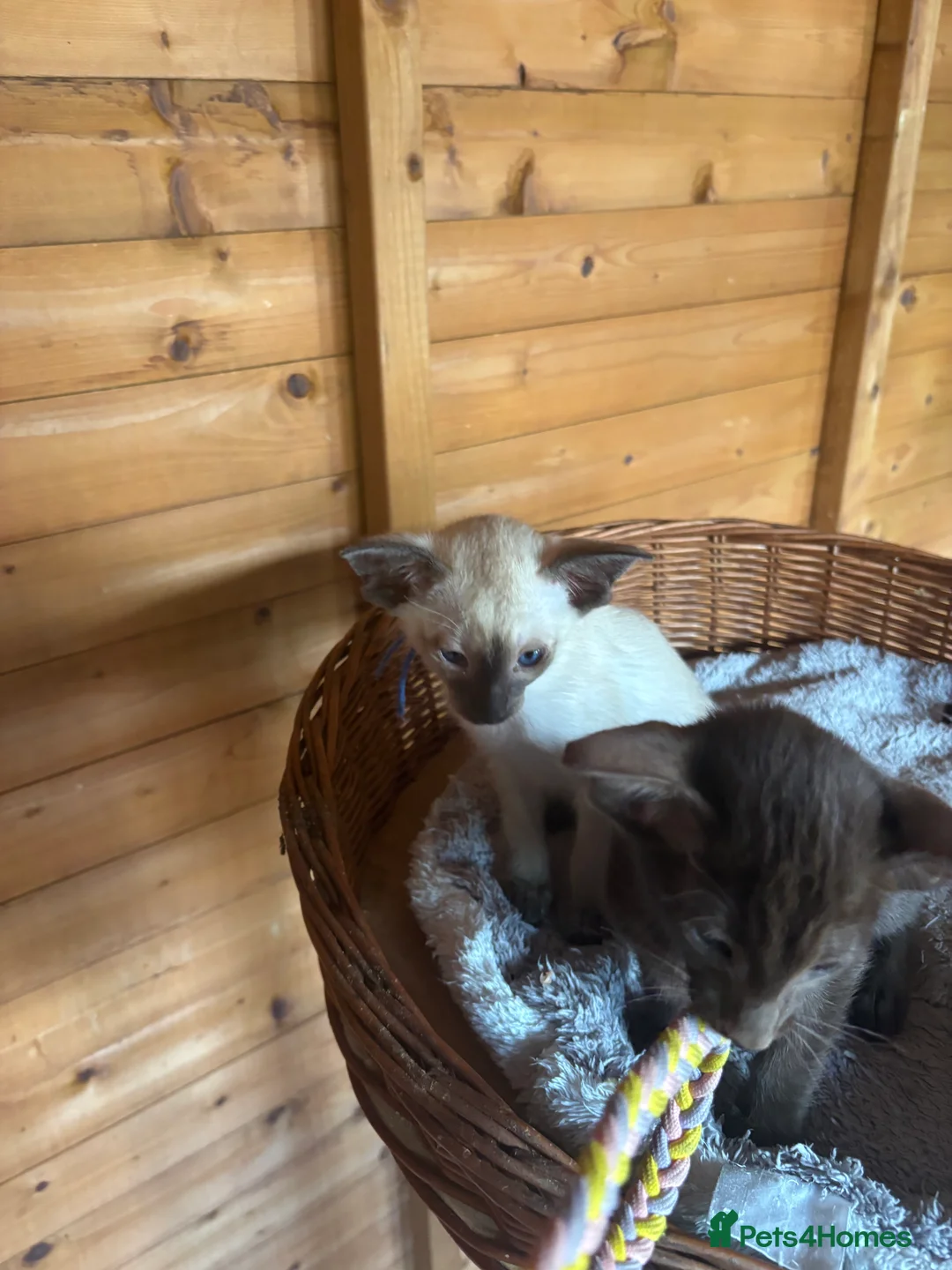 Oriental cats for sale: Oriental and Siamese - Advert 3