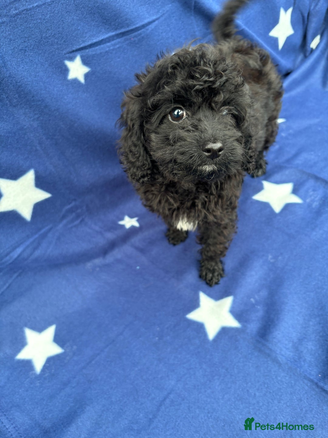 Cavapoo dogs for sale: 2 female cavapoo pups for sale 🩷 - Image 6