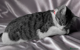 Mixed Breed cats for sale: Tinkerbell is Ready Free to good home! - Image 5