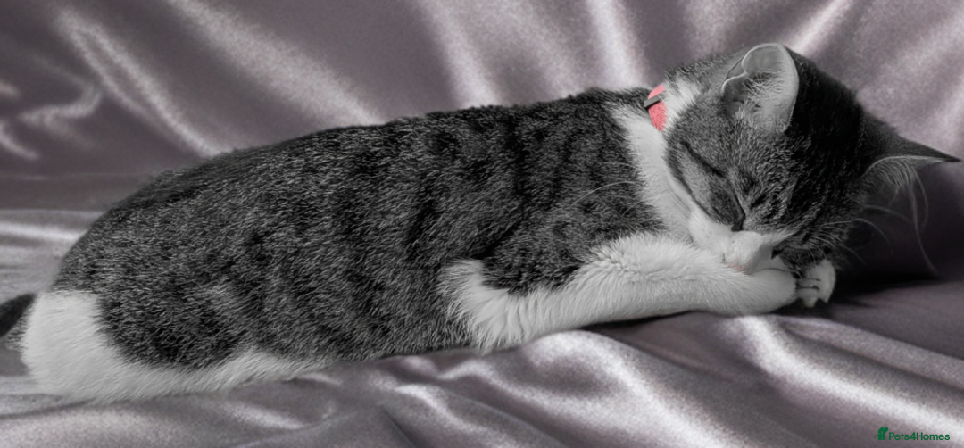 Mixed Breed cats for sale: Tinkerbell is Ready Free to good home! - Image 5
