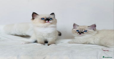 Ragdoll cats - Advert 3