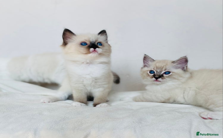 Ragdoll cats - Advert 6