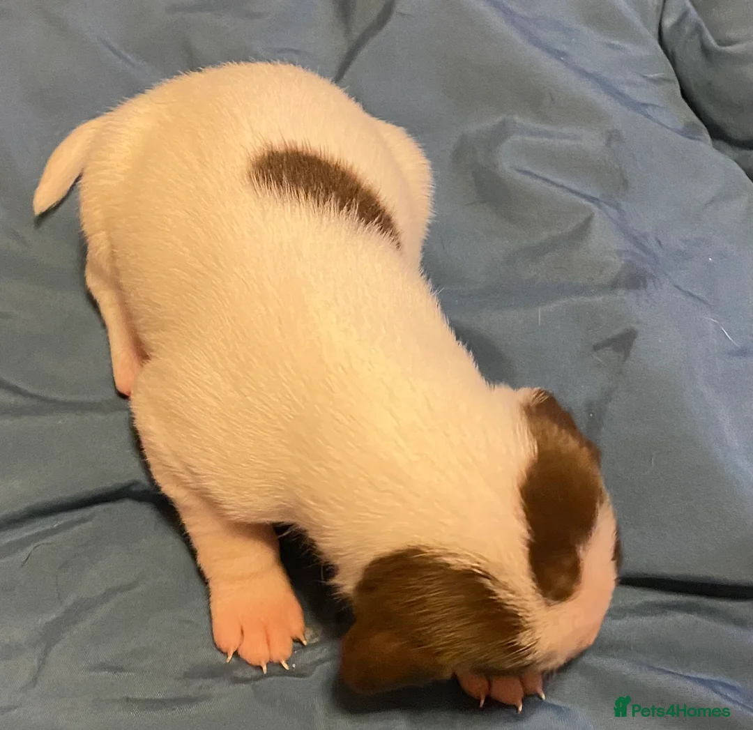 Mixed Breed dogs for sale: Springer spaniel x Paterdale  - Advert 5