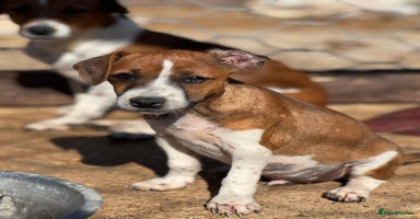Jack Russell dogs - Advert 11