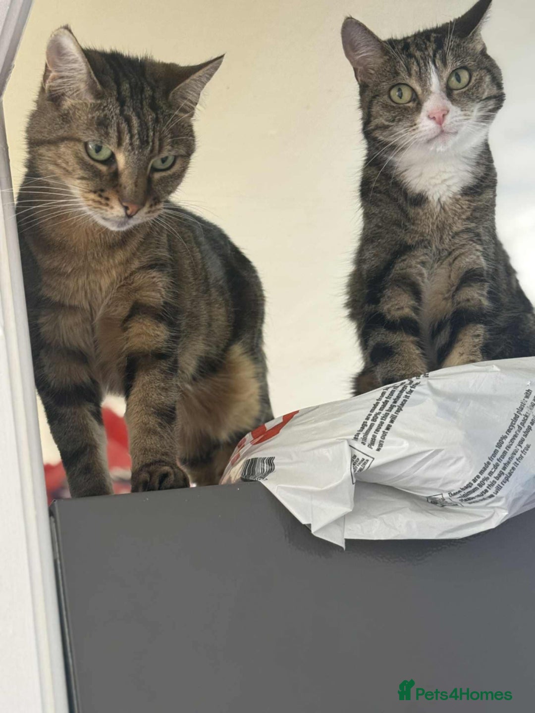 Mixed Breed cats for sale: Mum and daughter  - Image 2