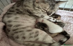 Bengal cats for sale: Beautiful Bengal Kittens - 4 boys, 1 girl - Image 1