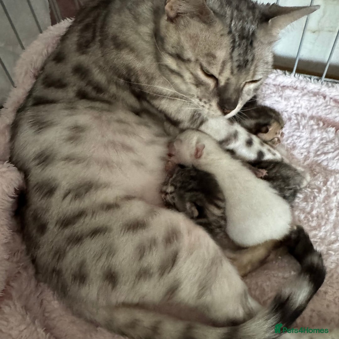 Bengal cats for sale: Beautiful Bengal Kittens - 4 boys, 1 girl - Image 1