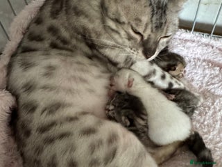 Bengal cats - Advert 1